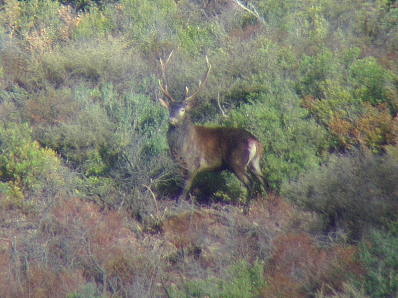 Cervus elaphus corsicanus (cervo sardo)